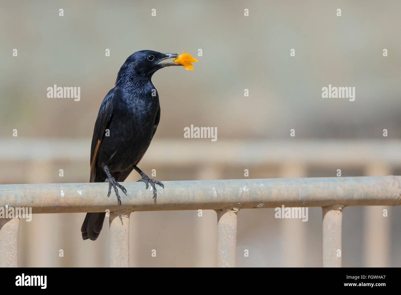 Tristram's Starling (Onychognathus tristramii), adult perched on a gate, Tawi Atayr, Dhofar, Oman Stock Photo