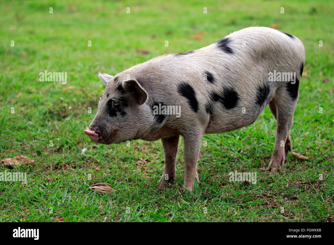 Pig, adult female Pantanal, Mato Grosso, Brazil, South America Stock