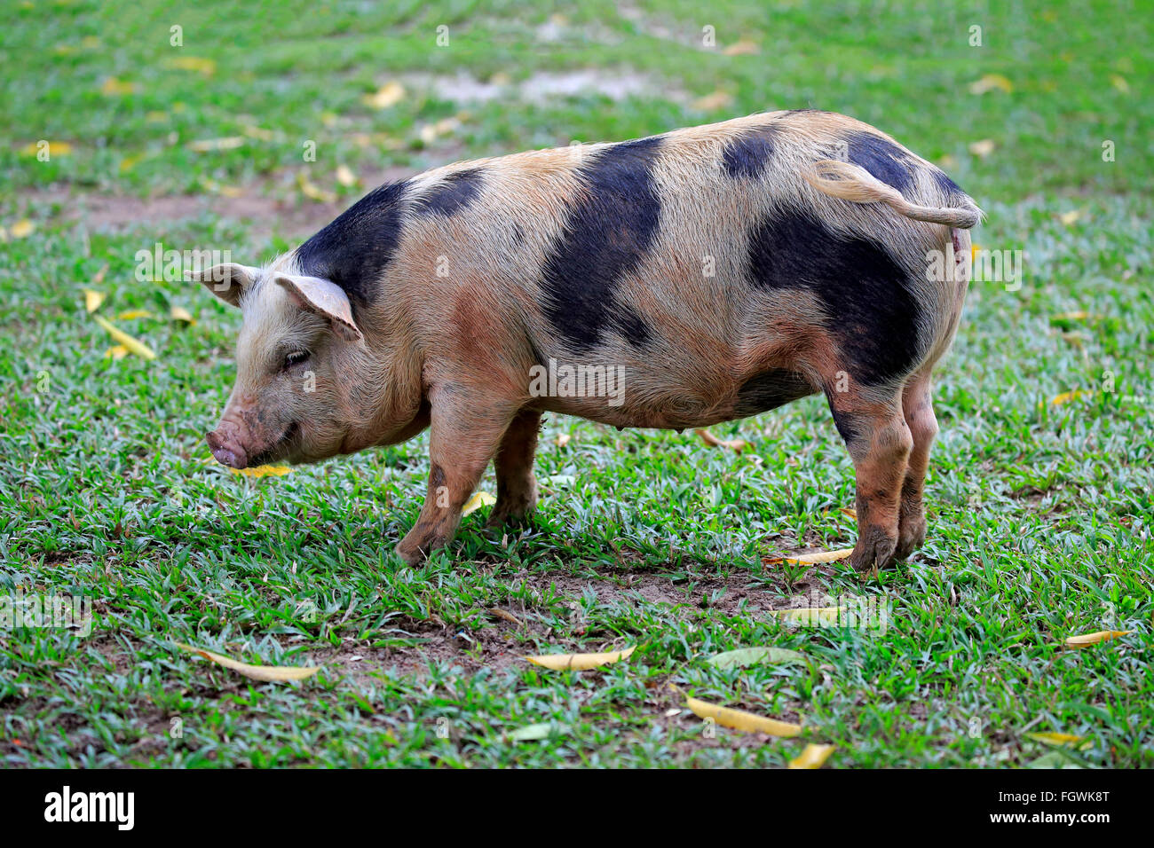 Domestic pig side view hires stock photography and images Alamy