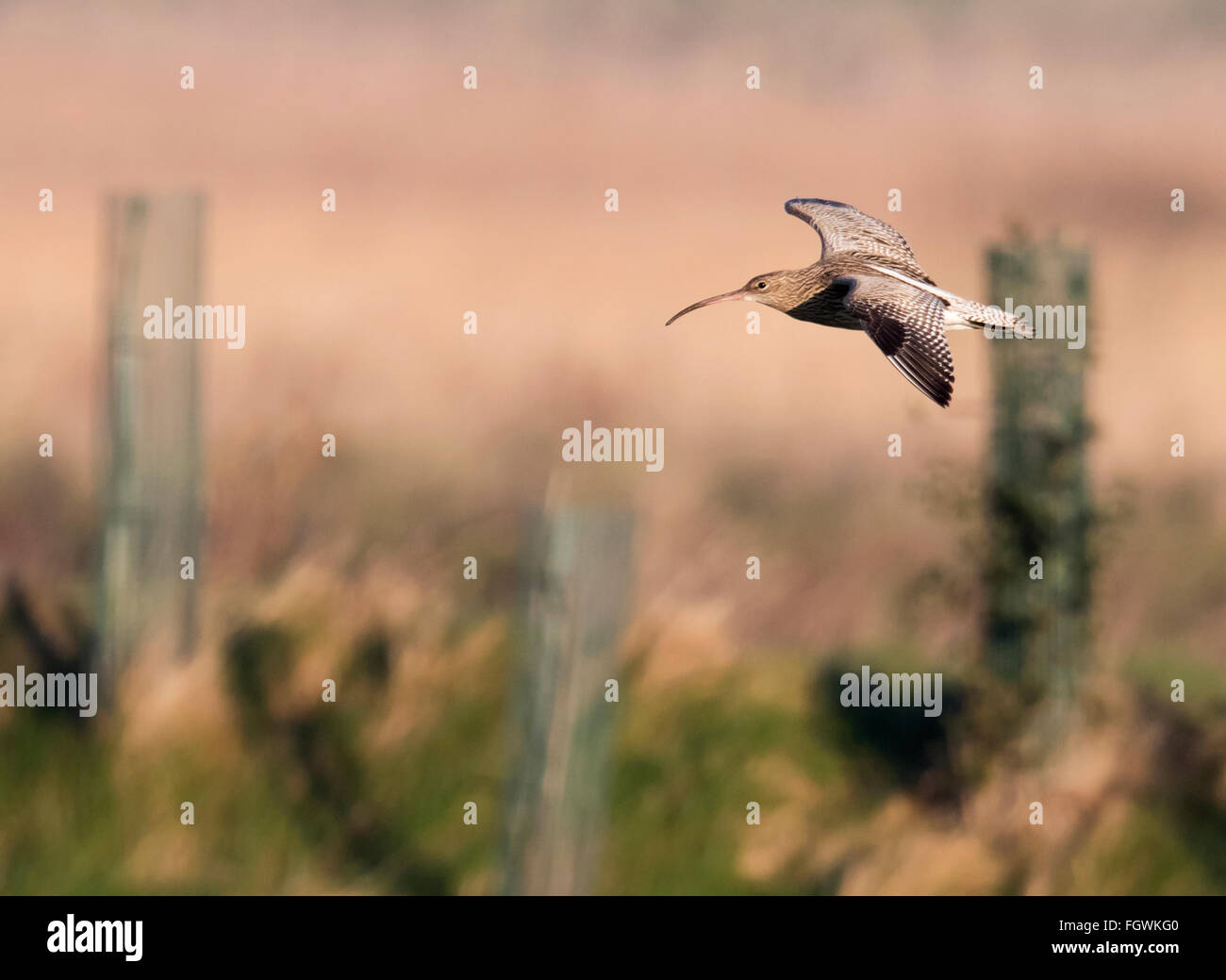 Curlew, Numenius arquata in flight, Norfolk Stock Photo