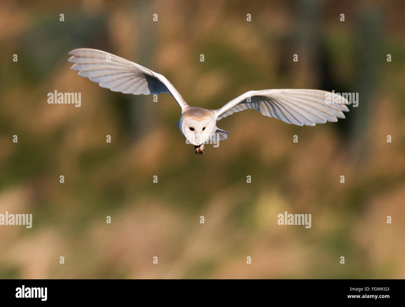 Wild Barn Owl Tyto Alba hunting over Norfolk grasslands in morning ...