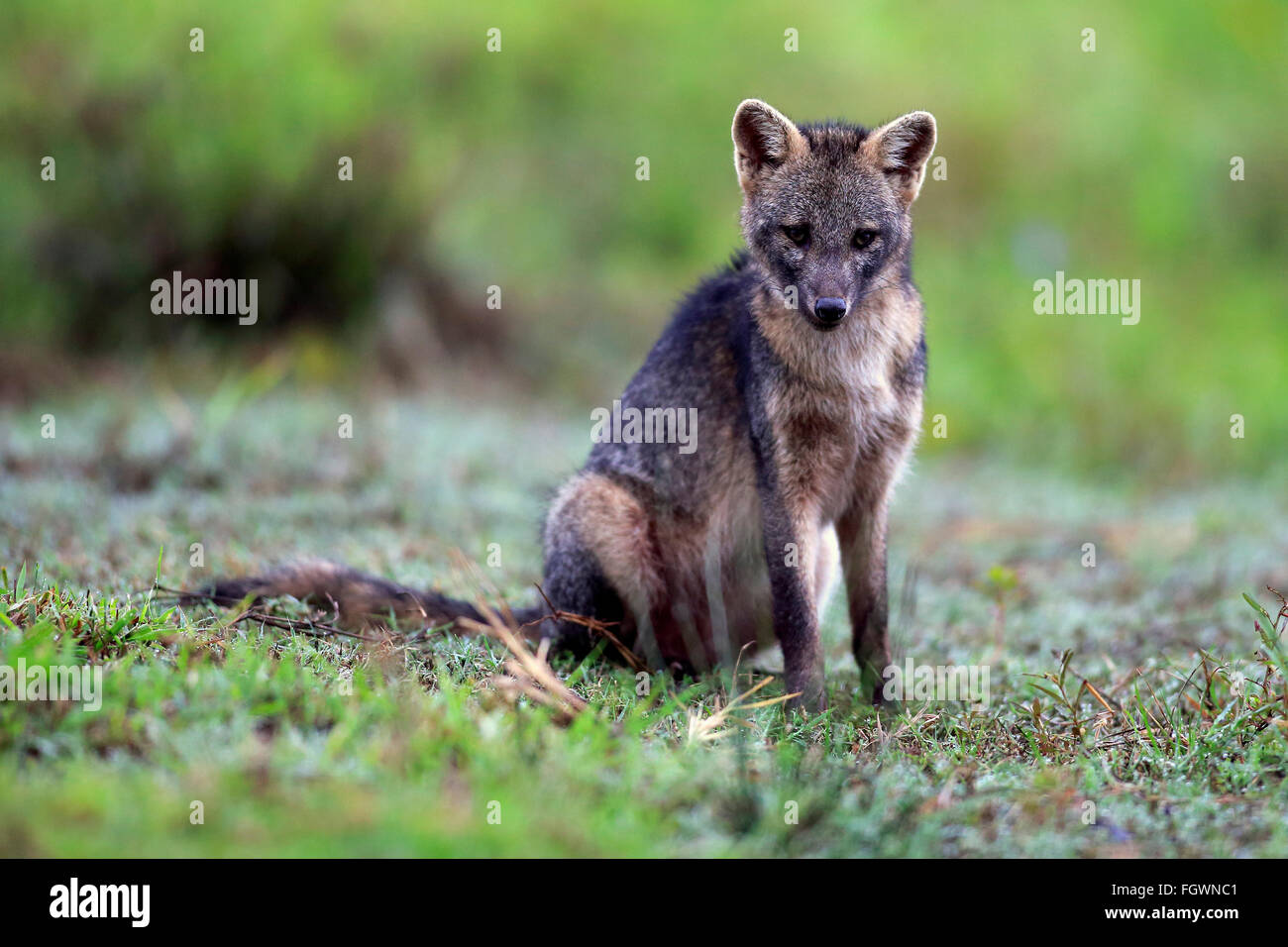 CrabEating Fox, Pantanal, Mato Grosso, Brazil, South America