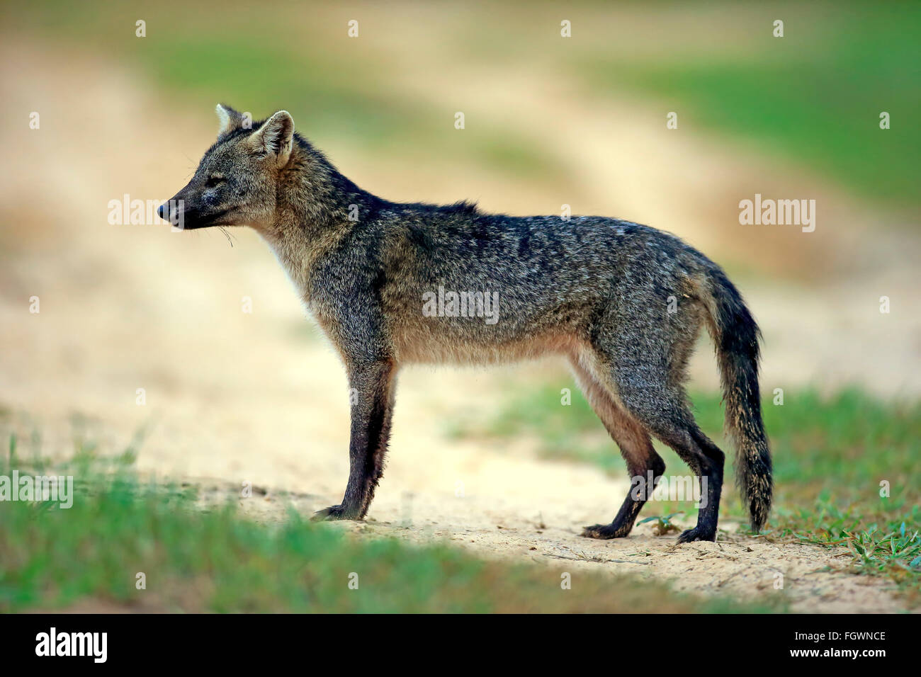 CrabEating Fox, Pantanal, Mato Grosso, Brazil, South America