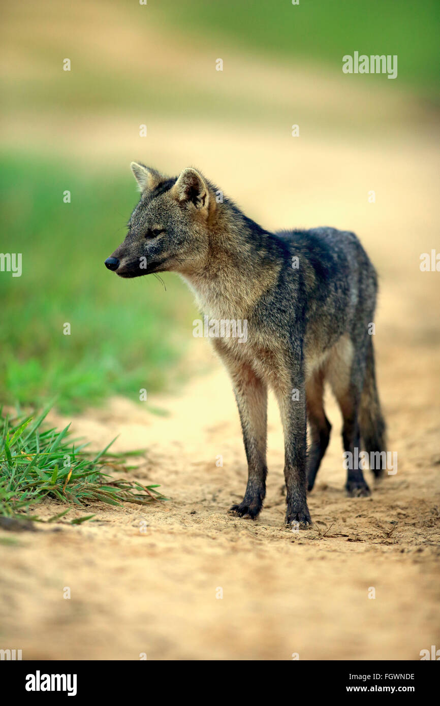 CrabEating Fox, Pantanal, Mato Grosso, Brazil, South America