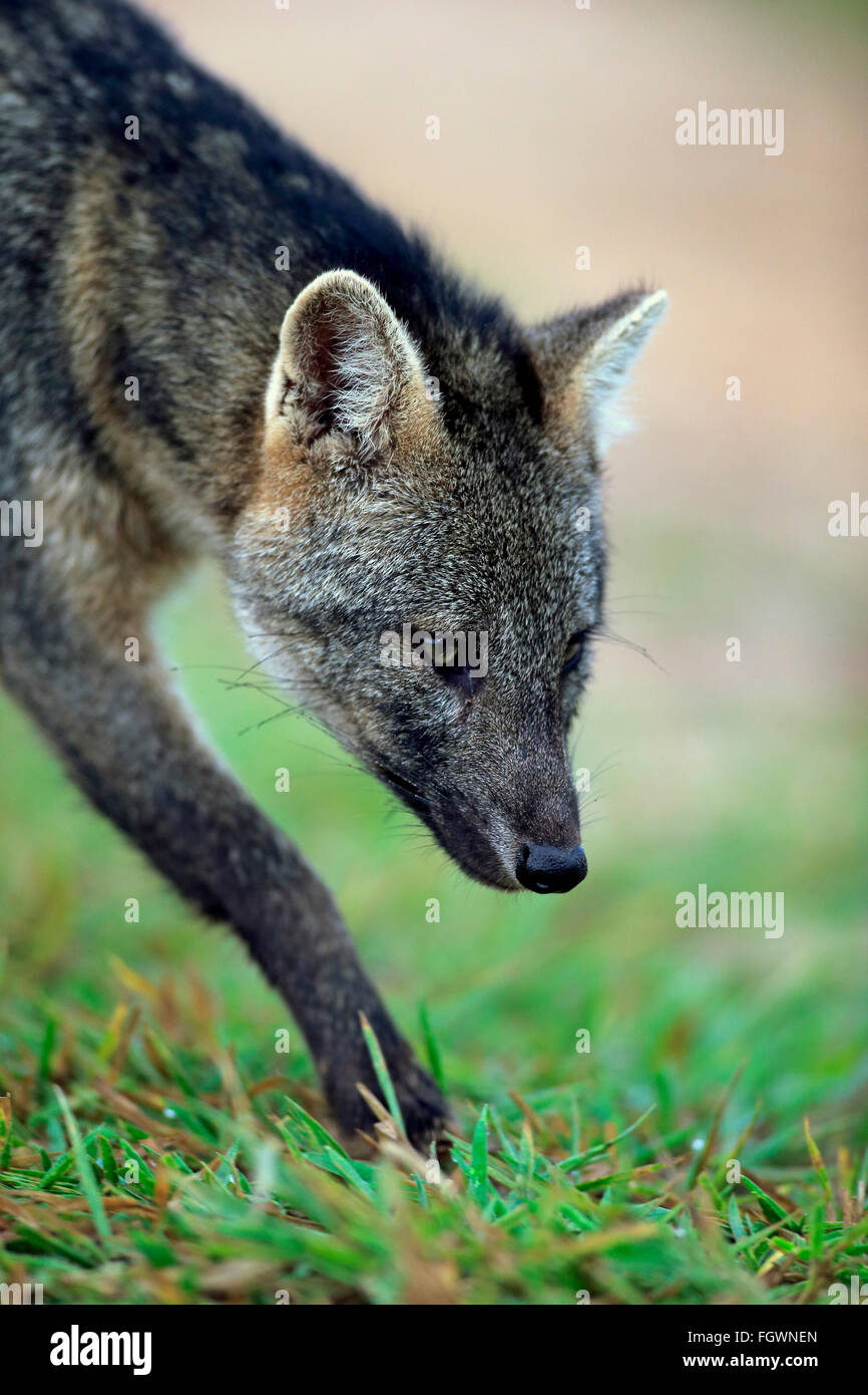 CrabEating Fox, Pantanal, Mato Grosso, Brazil, South America