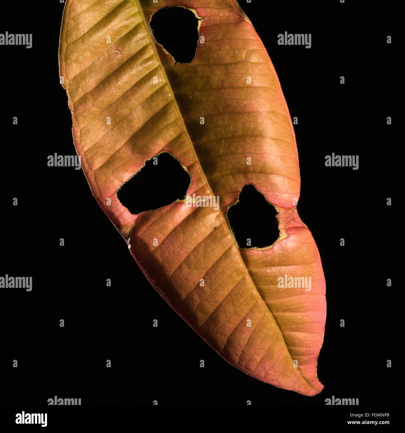 A rainforest leaf damaged by insects Stock Photo