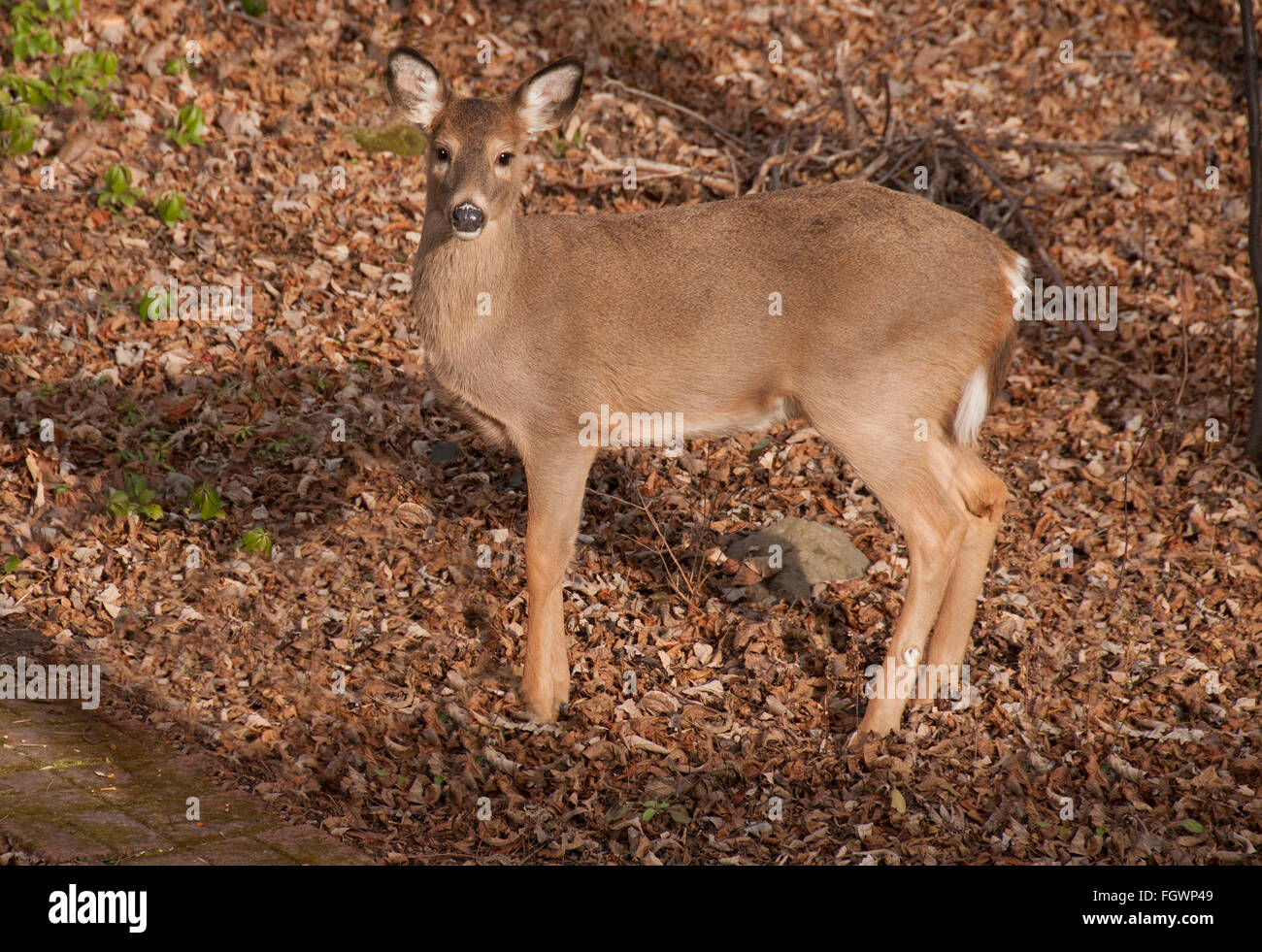Whitetail deer doe feeding on pumpkin. Stock Photo