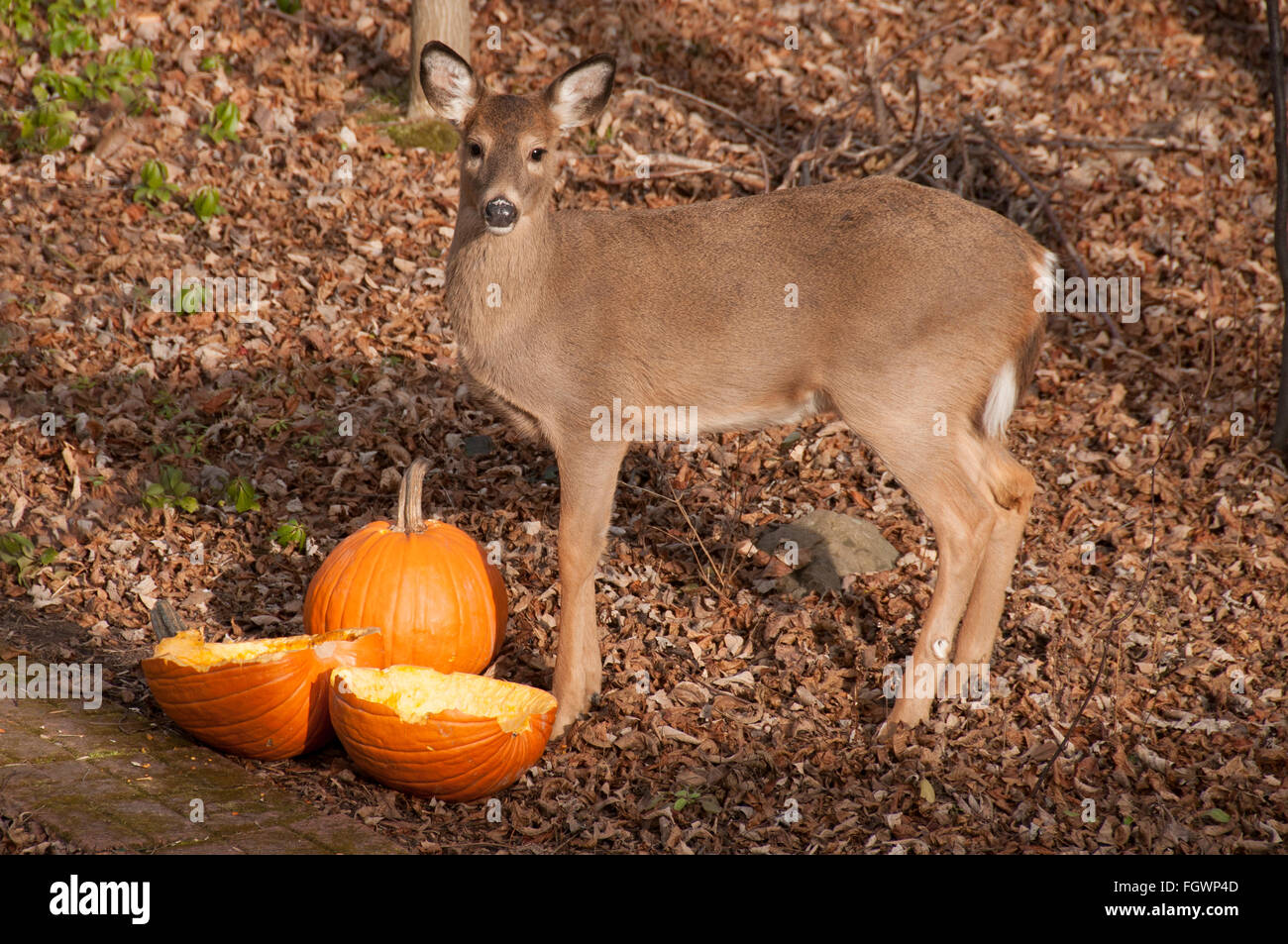 Whitetail deer doe feeding on pumpkin. Stock Photo