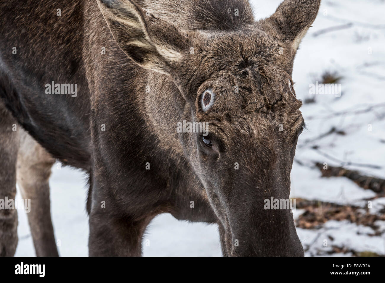 Moose / elk (Alces alces) close up of bull showing pedicel scars left behind on the attachment points for the antlers Stock Photo
