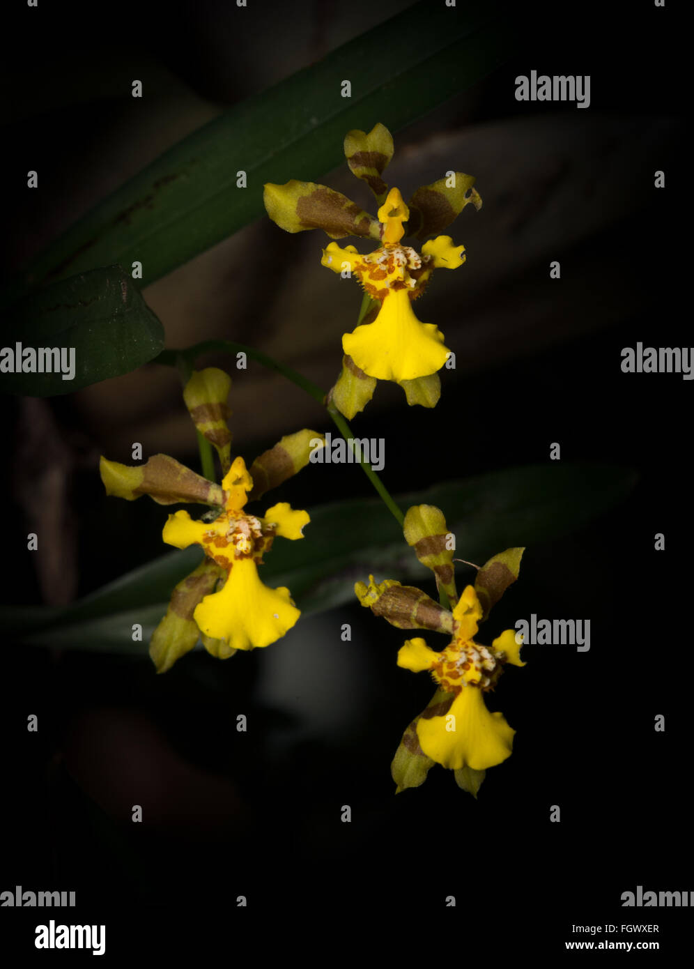 Wild Oncidium longipes orquid blooming in the Atlantic Rainforest of SE Brazil Stock Photo