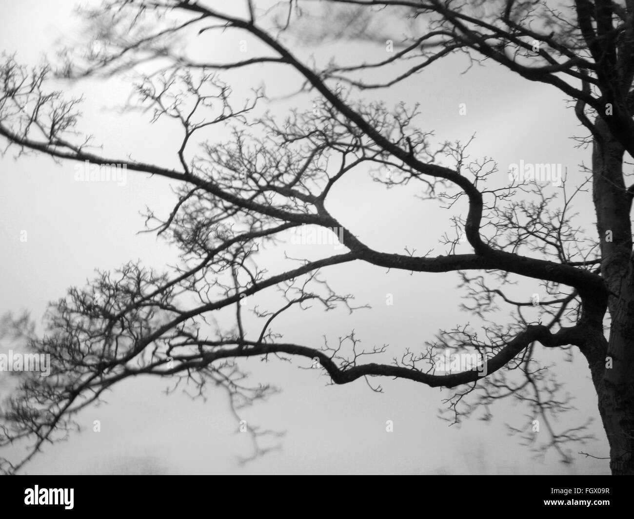 Wind Blowing Trees High Resolution Stock Photography and Images - Alamy