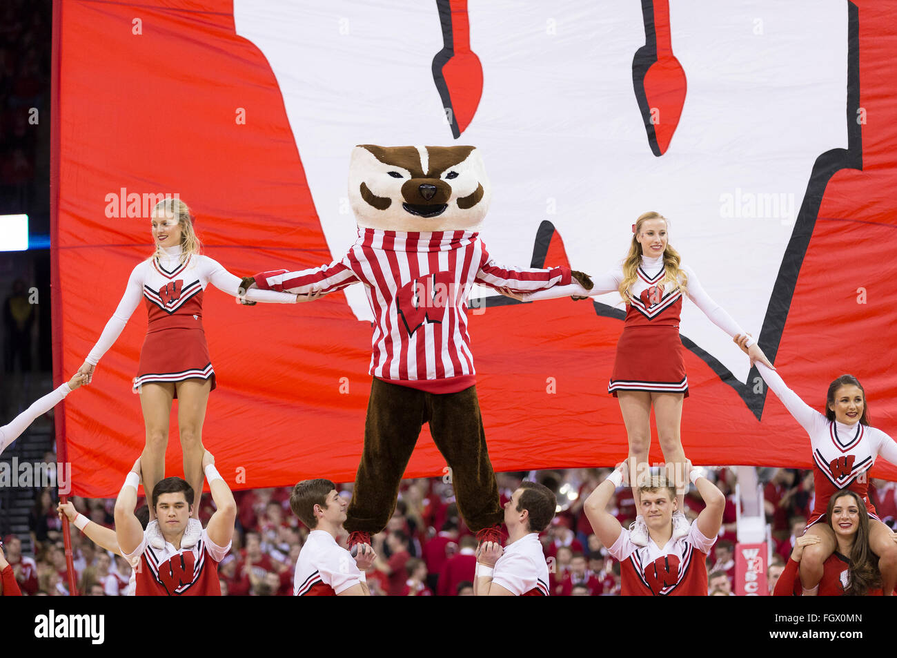 Madison, WI, USA. 21st Feb, 2016. Wisconsin cheerleaders entertain crowd during the NCAA Basketball game between the Illinois Fighting Illini and the Wisconsin Badgers at the Kohl Center in Madison, WI. Wisconsin defeated Illinois 69-60. John Fisher/CSM/Alamy Live News Stock Photo