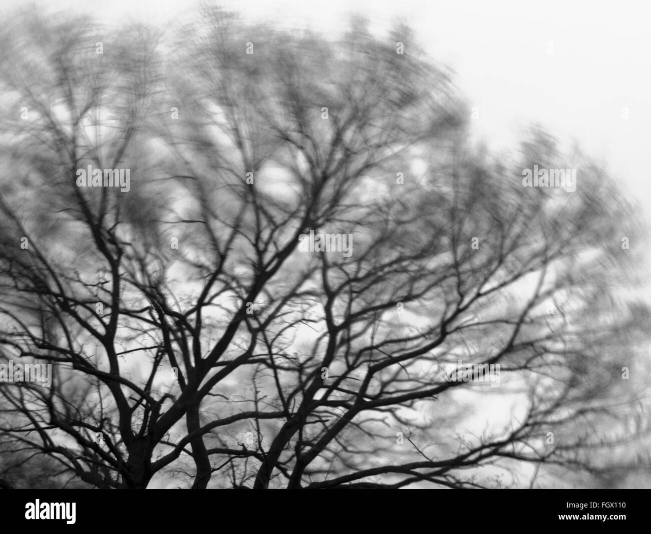 Trees blowing in the wind Stock Photo Alamy