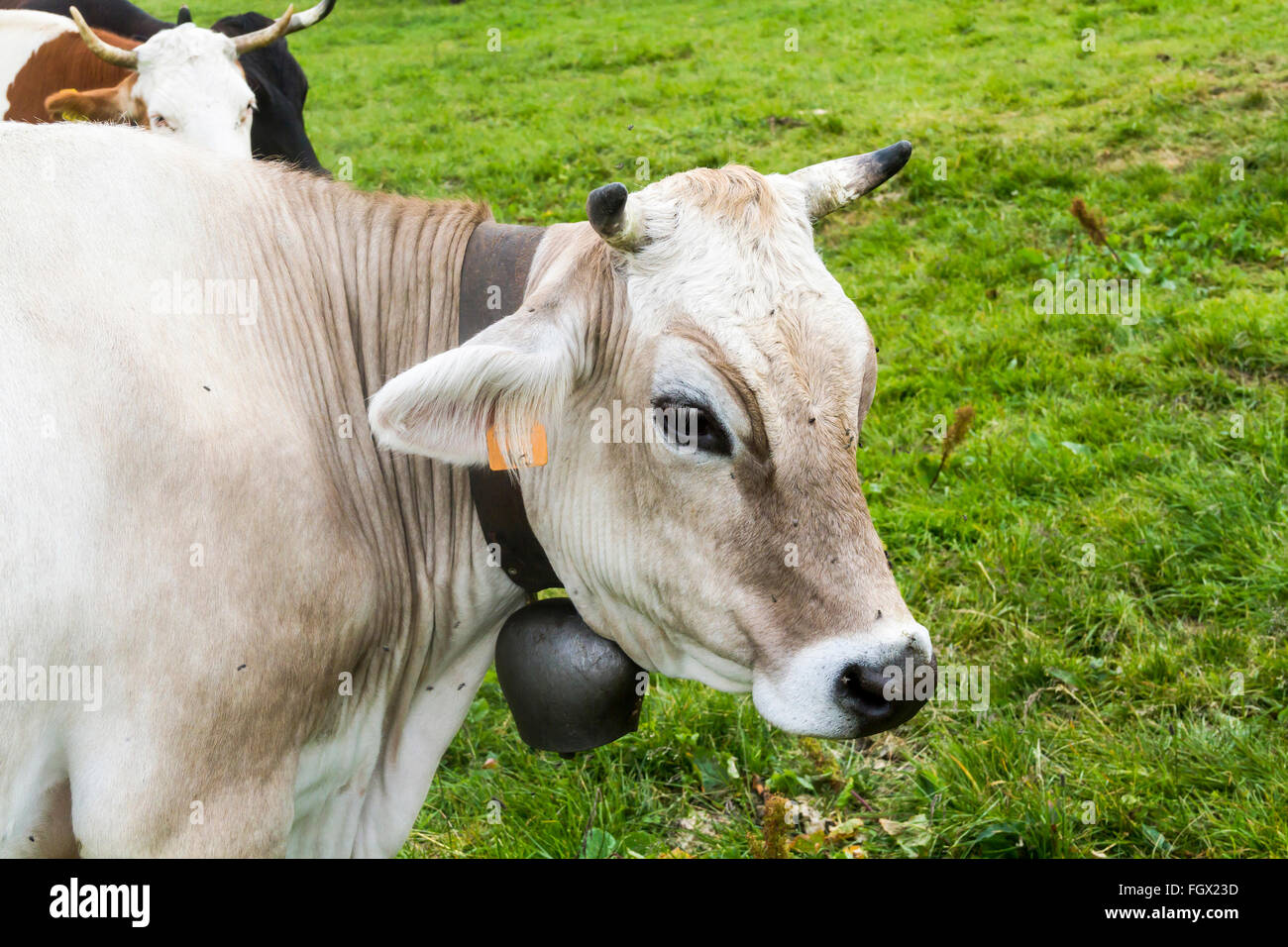A portrait of a cow in the pasture Stock Photo - Alamy