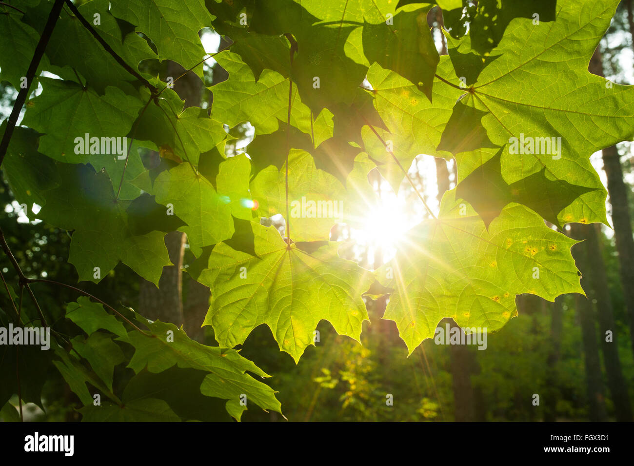 Sunbeams breaking through clouds and light up maple leaves Stock Photo