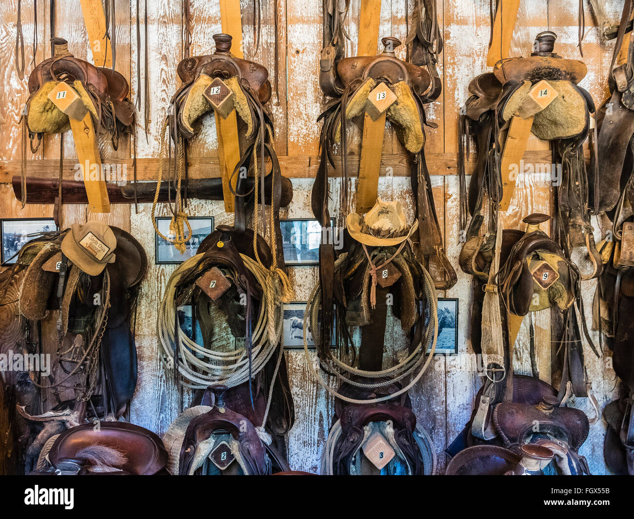 A tack room with multiple saddles hanging on the wall Stock Photo Alamy