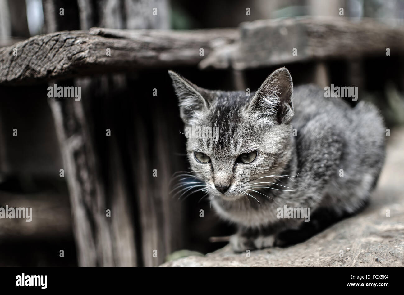 A cat ready to jump Stock Photo