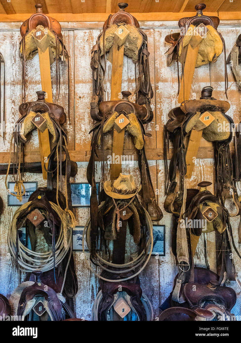 A tack room with multiple saddles hanging on the wall Stock Photo Alamy