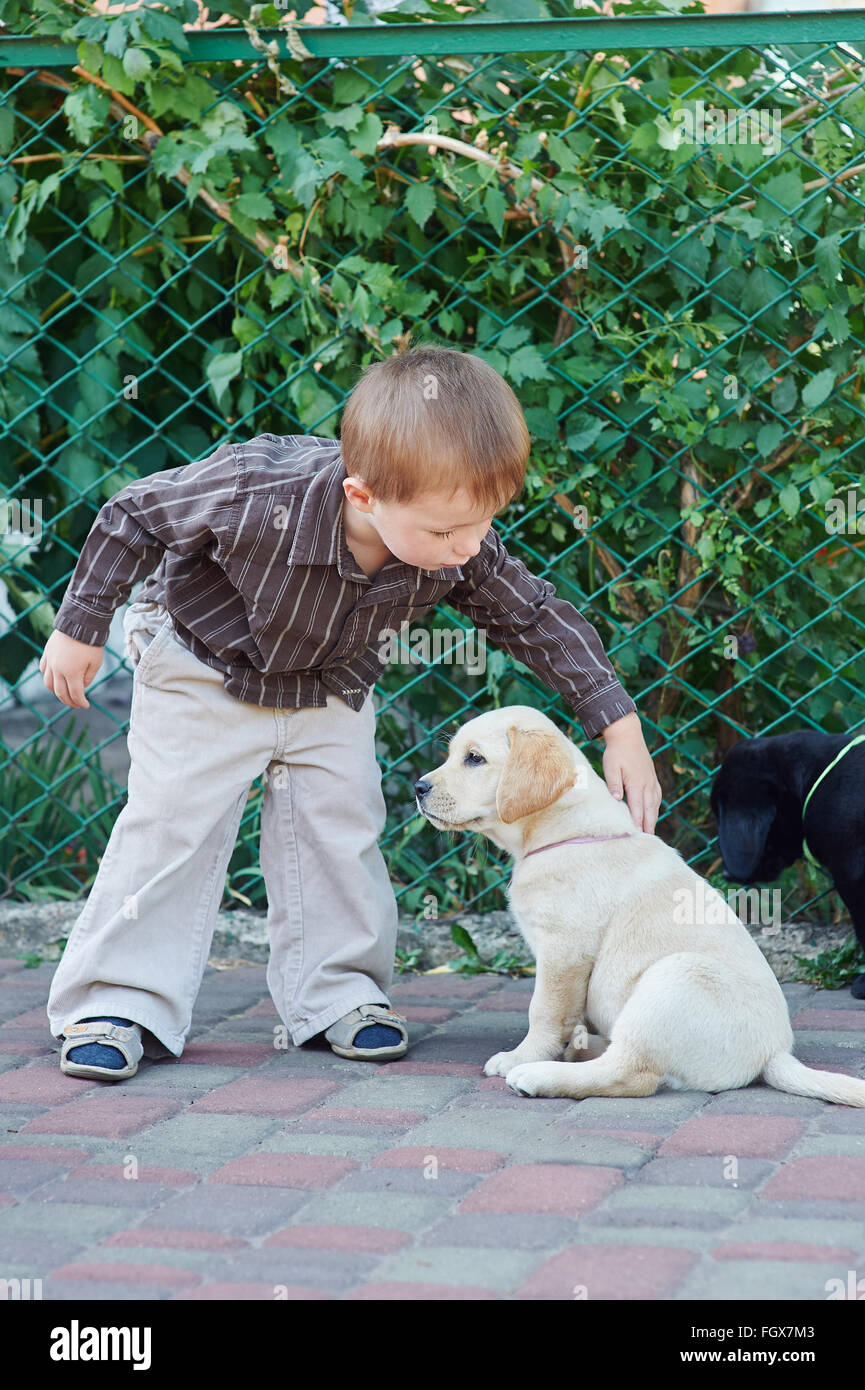 boy plays with a dog breed Labrador Stock Photo