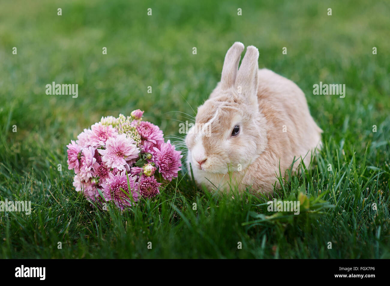 Fluffy bunny and a bouquet of flowers on the grass Stock Photo
