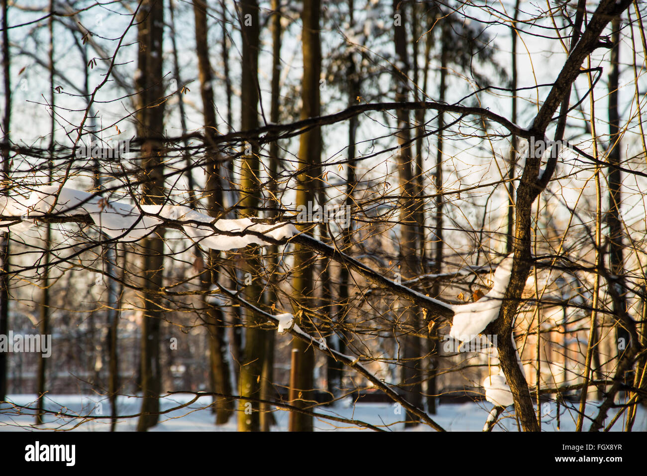 Winter Park, trees and snow on a clear day in the park Moscow 2016 Stock Photo