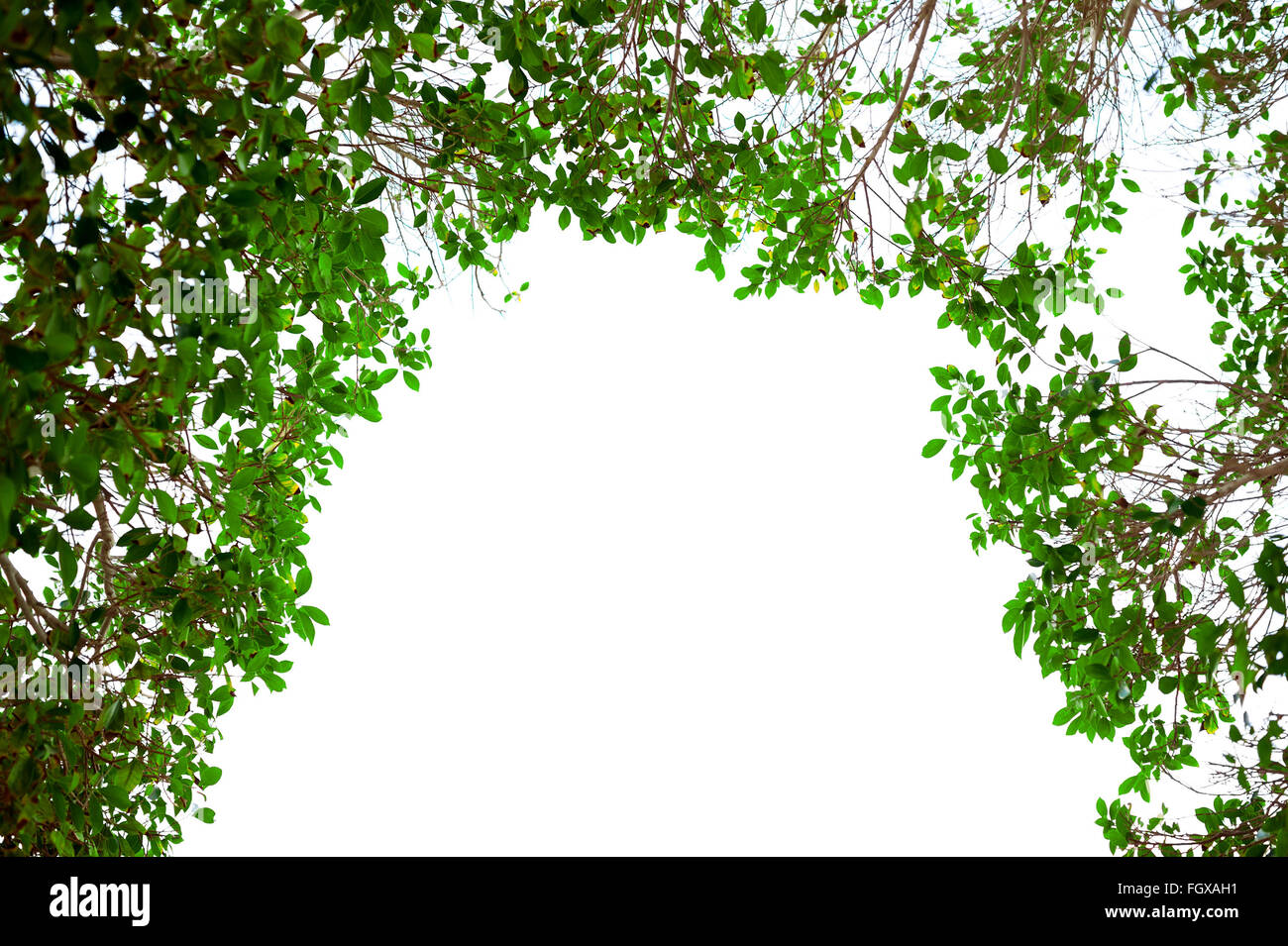 Green leaves frame on white background with place for text Stock Photo