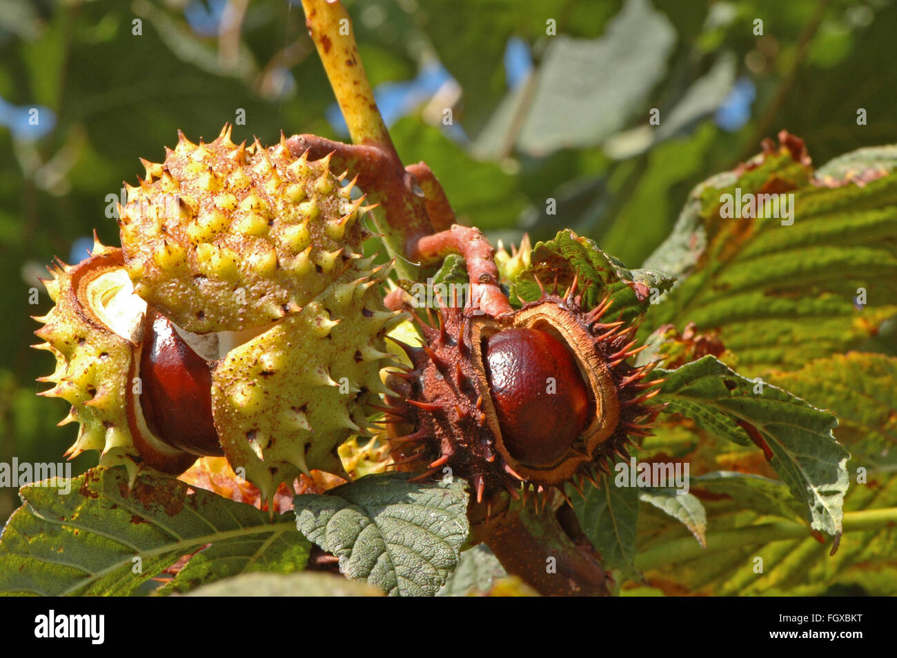 Horse Chestnut Tree Hi res Stock Photography And Images Alamy