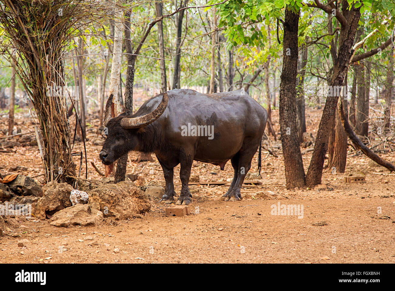 Water buffalo in the Thailand forest Stock Photo