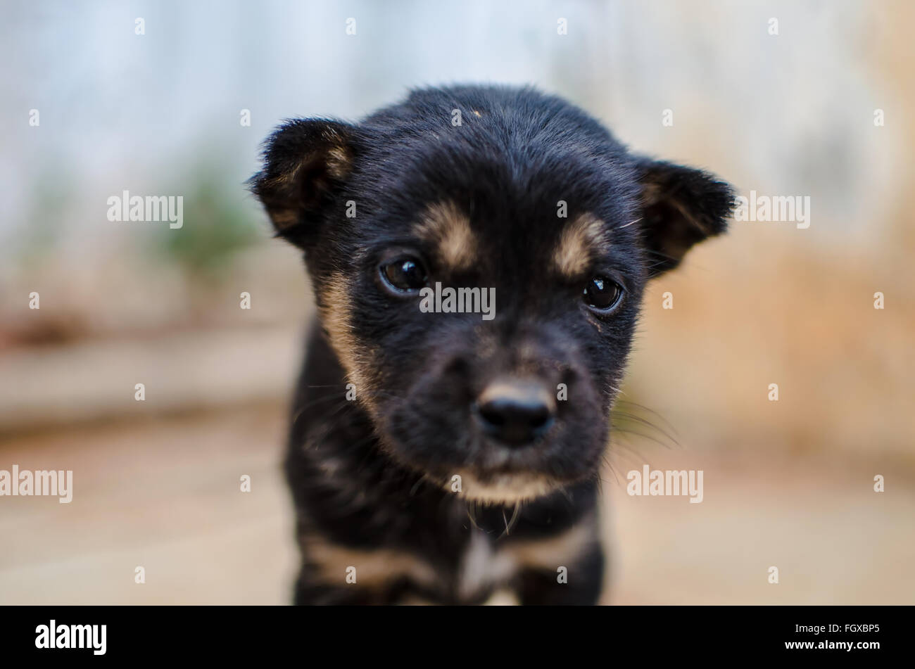 A cute sad puppy Stock Photo