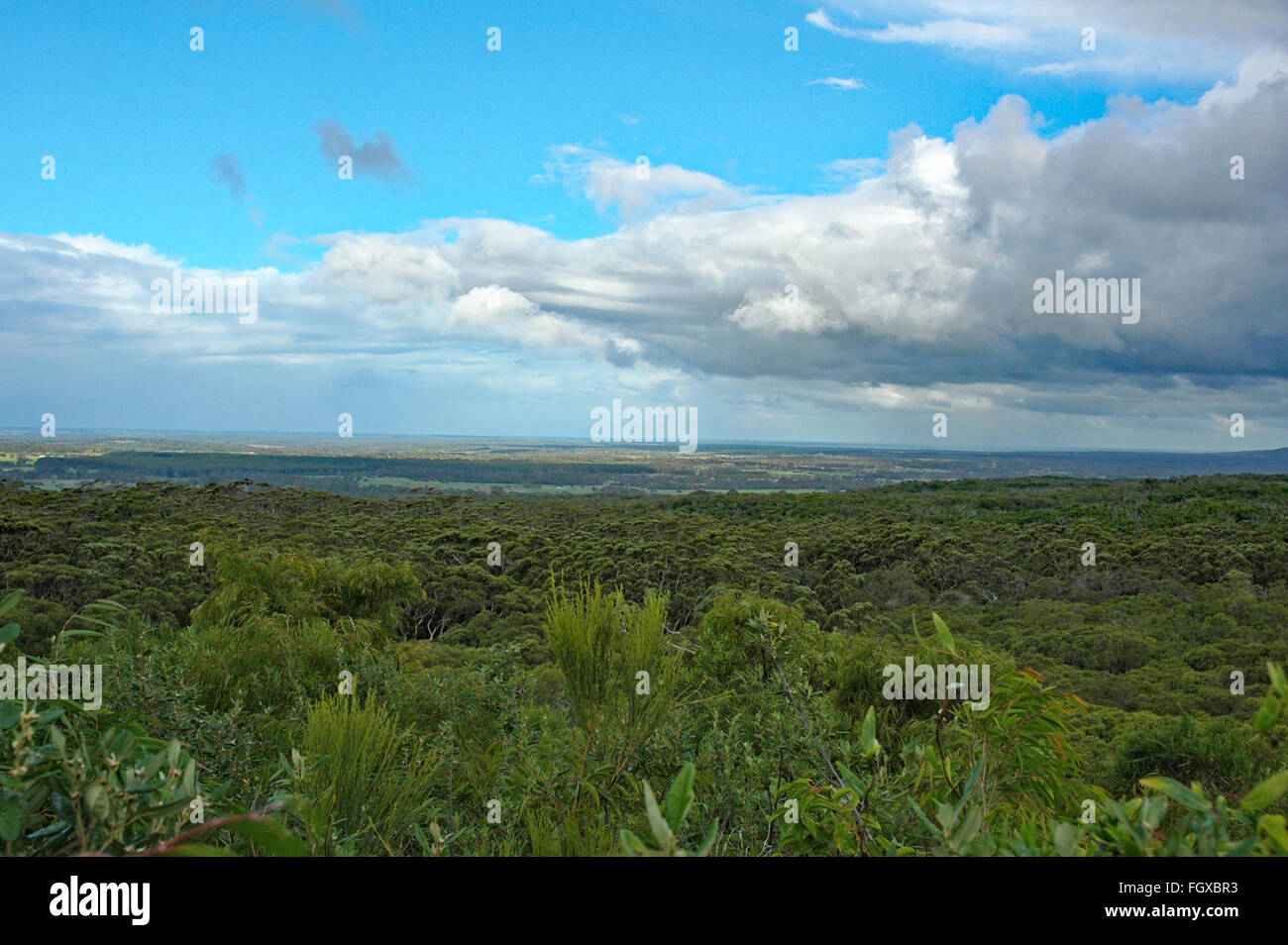 BORANUP FOREST