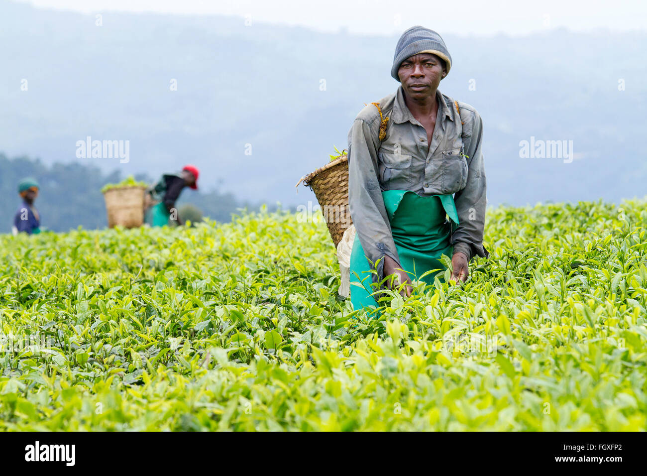 зеленая революция. South african republic агрокультура. сьерра леоне сельское хозяйство. сельское хозяйство индии индии. сельское хозяйство индии ареа.