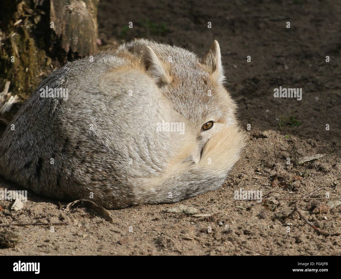 Alert North American Swift fox  ( Vulpes velox) lazing in the sun, one eye open Stock Photo