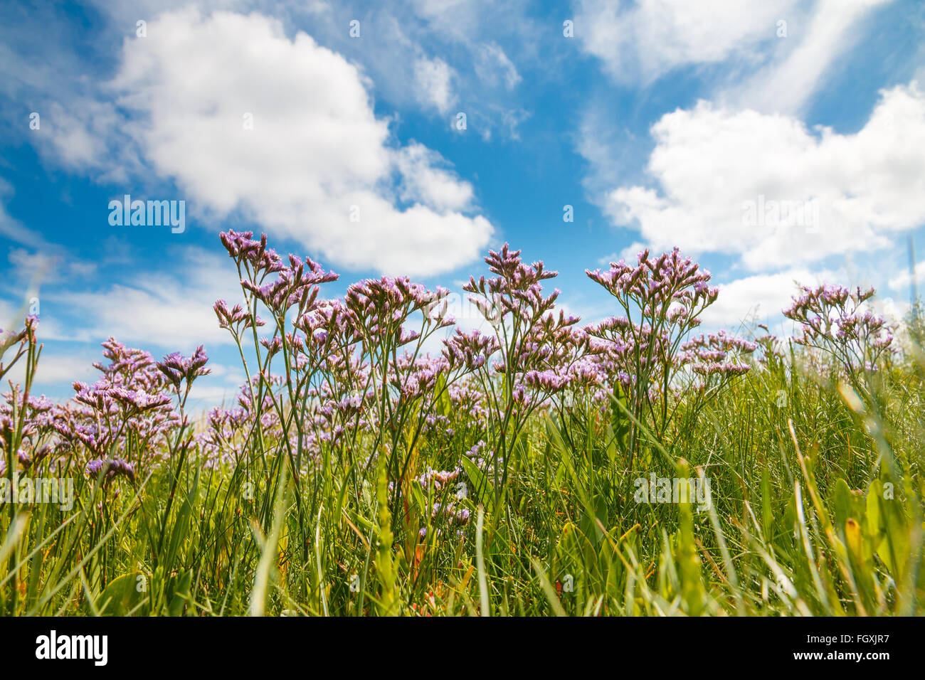 Common sea-lavender (Limonium vulgare) in summer on the island of Borkum, Germany Stock Photo