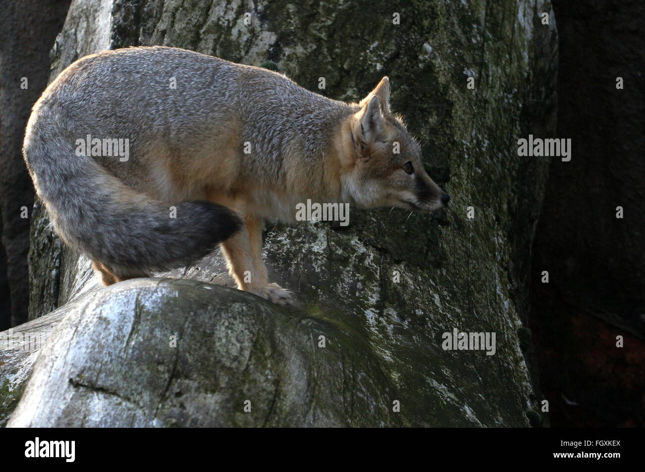 Exploring North American Swift fox (Vulpes velox Stock Photo Alamy