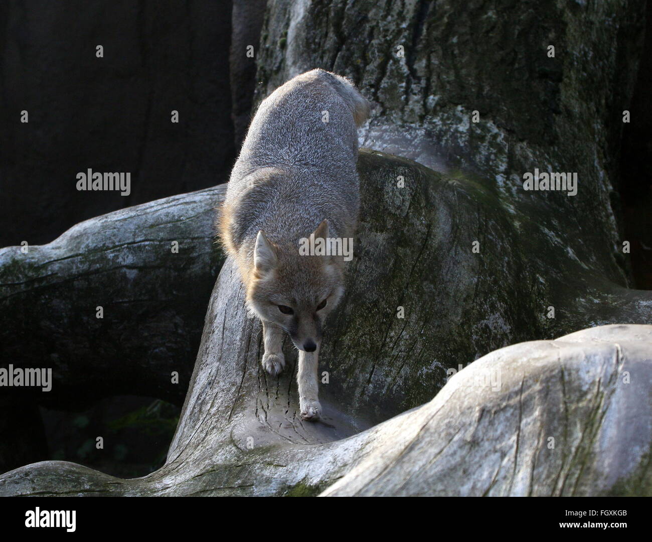 North American Swift fox portrait ( Vulpes velox Stock Photo Alamy