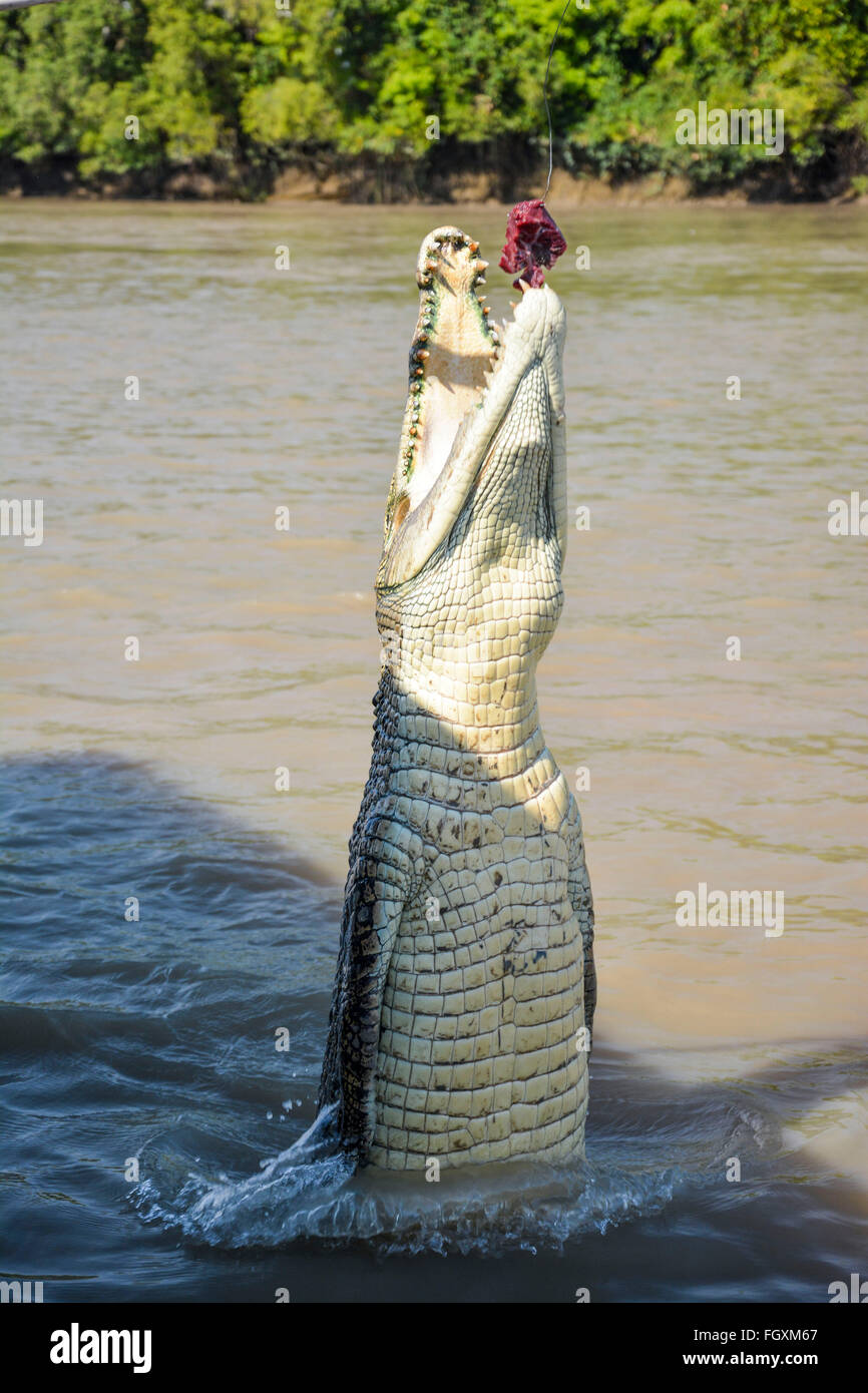 Saltwater crocodile jumping for a snack in the Adelaide River, Kakadu
