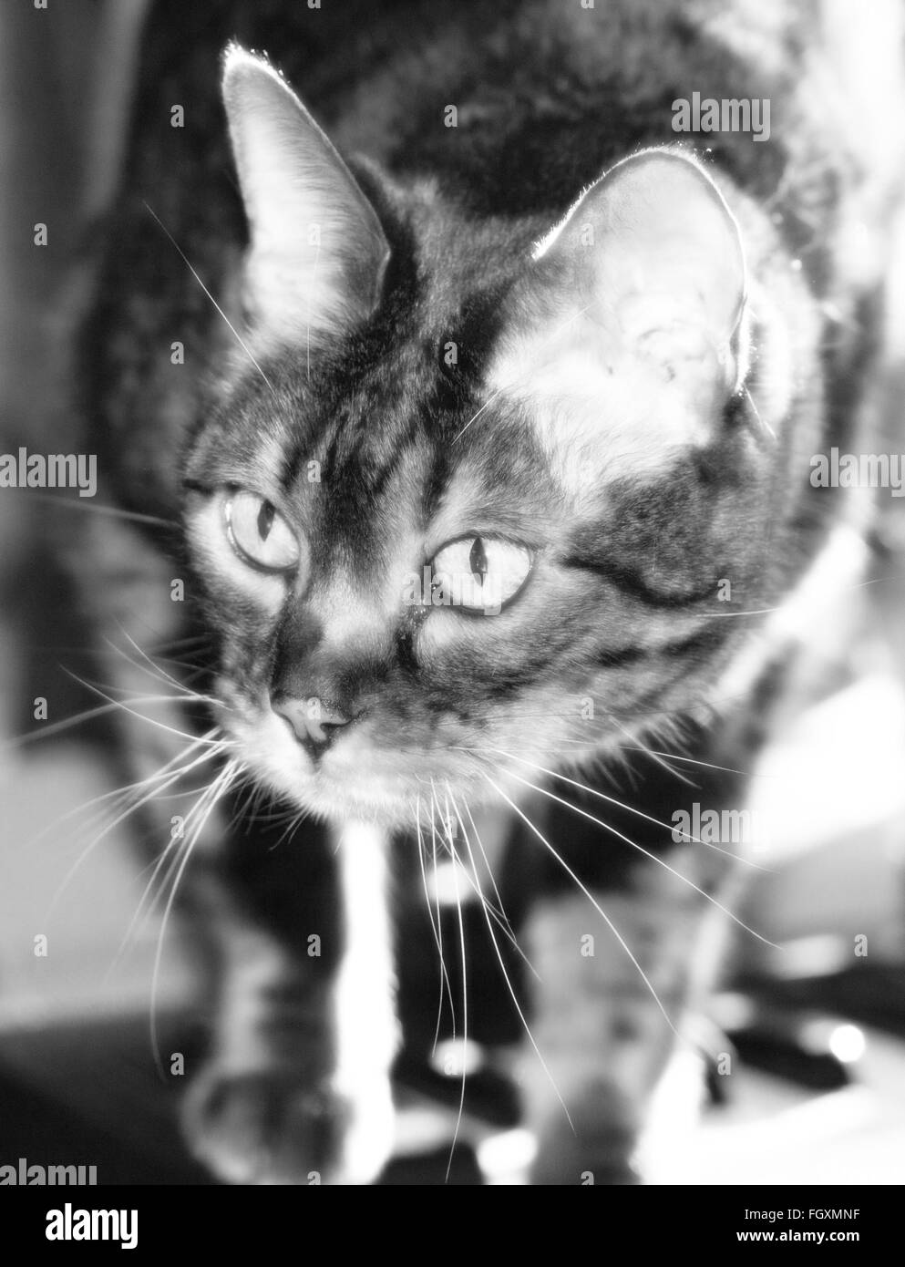 Bengal cat-black and white Stock Photo - Alamy