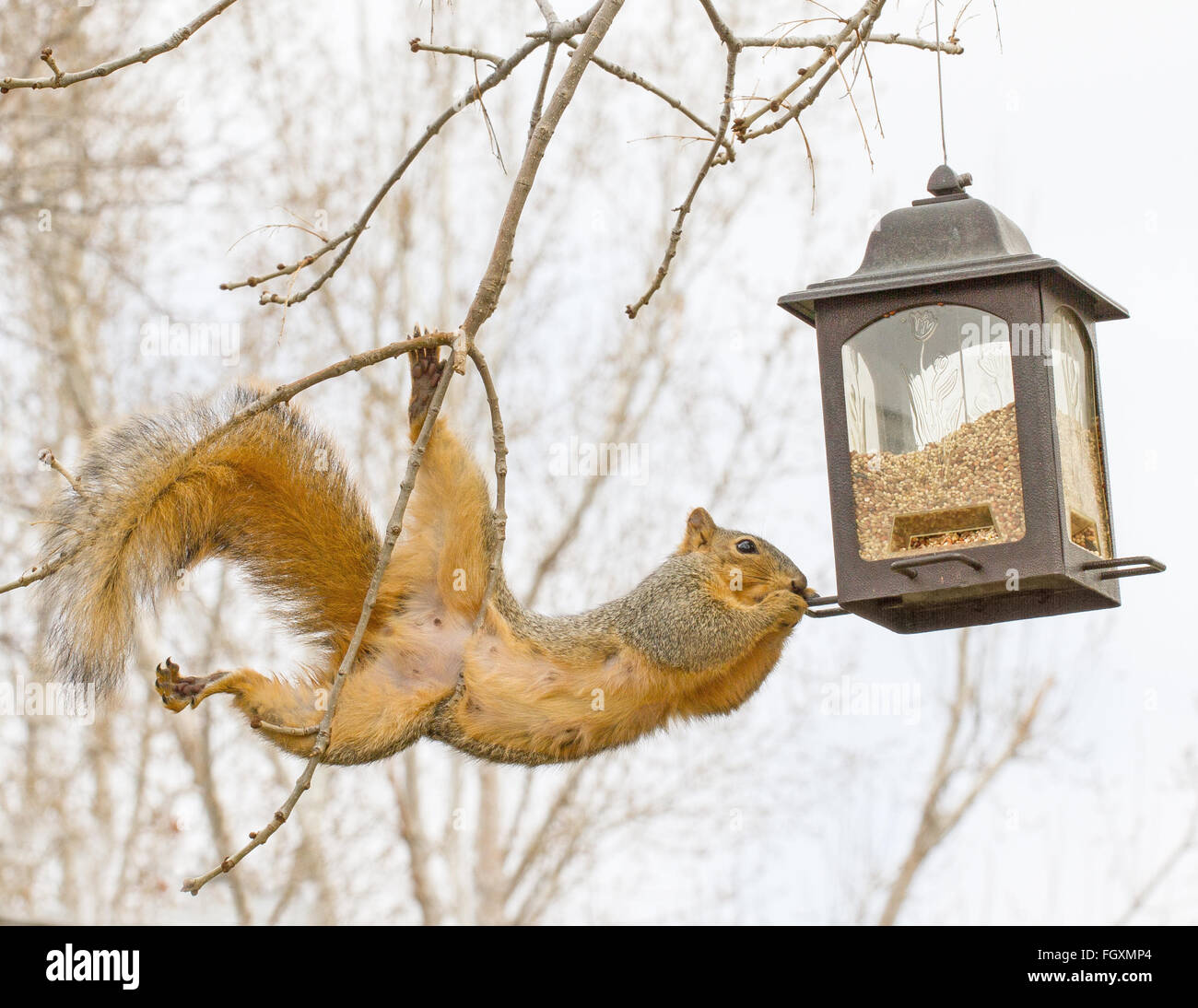 Squirrel stealing food Stock Photo Alamy