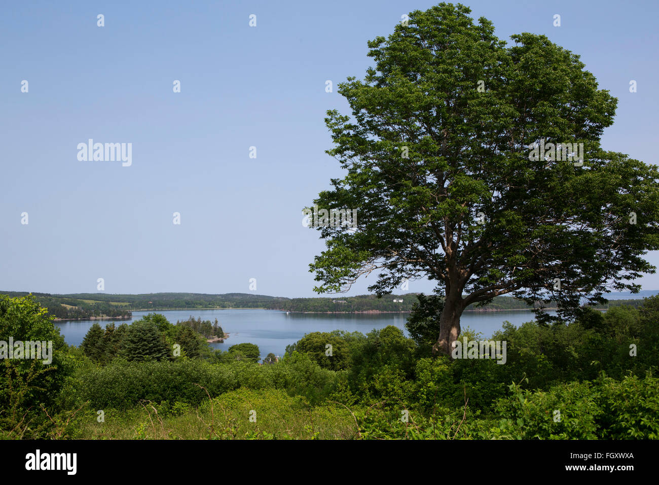 A tree near Guysborough in Nova Scotia, Canada. The tree overlooks