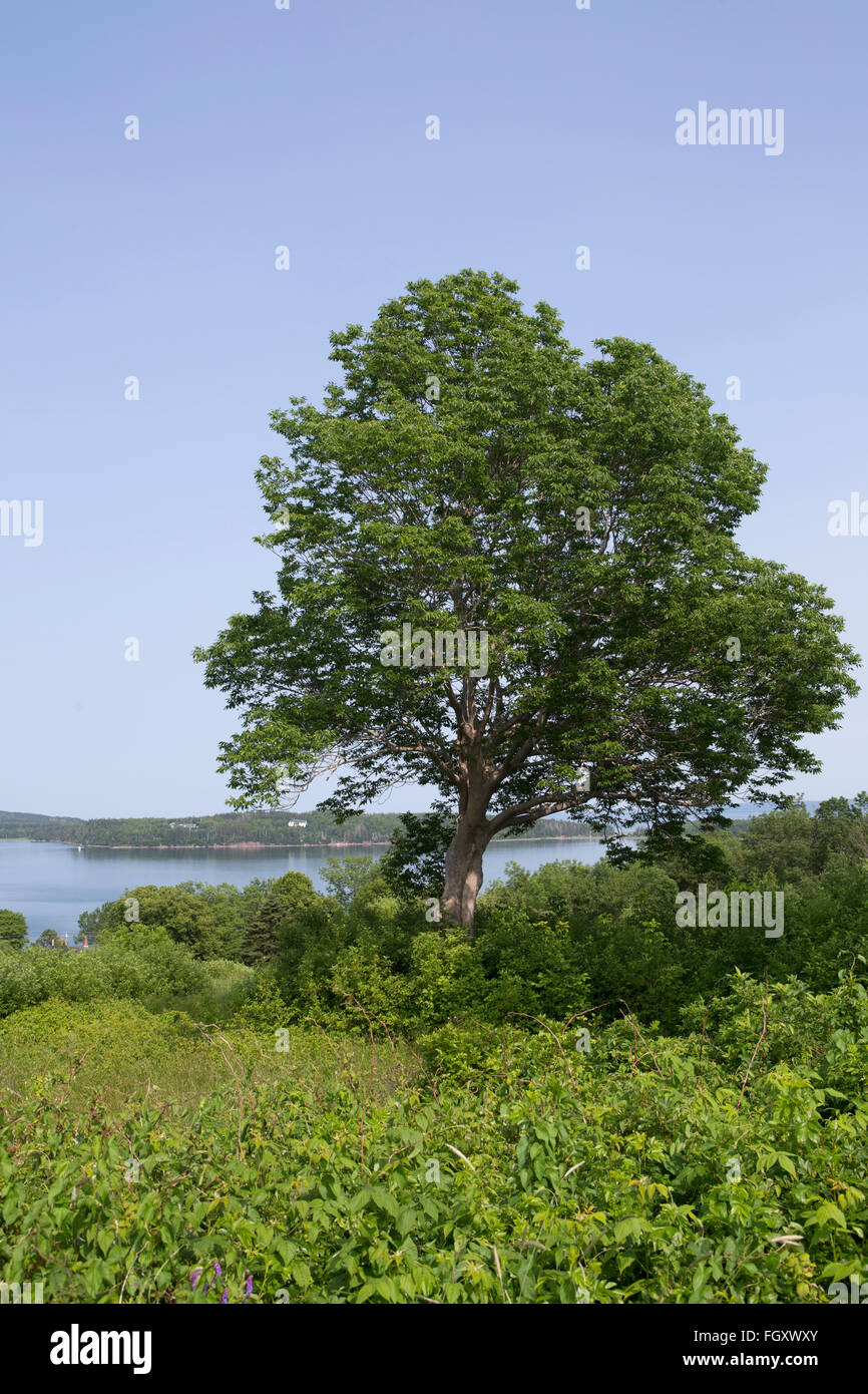 A tree near Guysborough in Nova Scotia, Canada. The tree overlooks