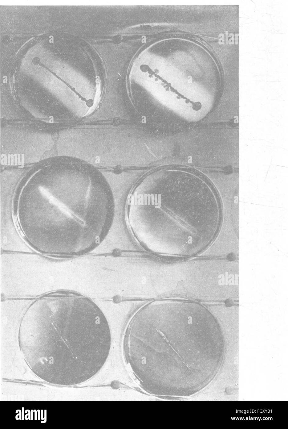 Bacteriology and mycology of foods (1919 Stock Photo Alamy