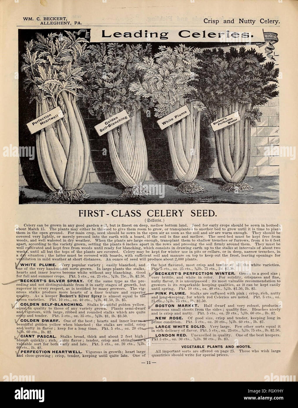 Beckert's garden field and flower seeds Stock Photo