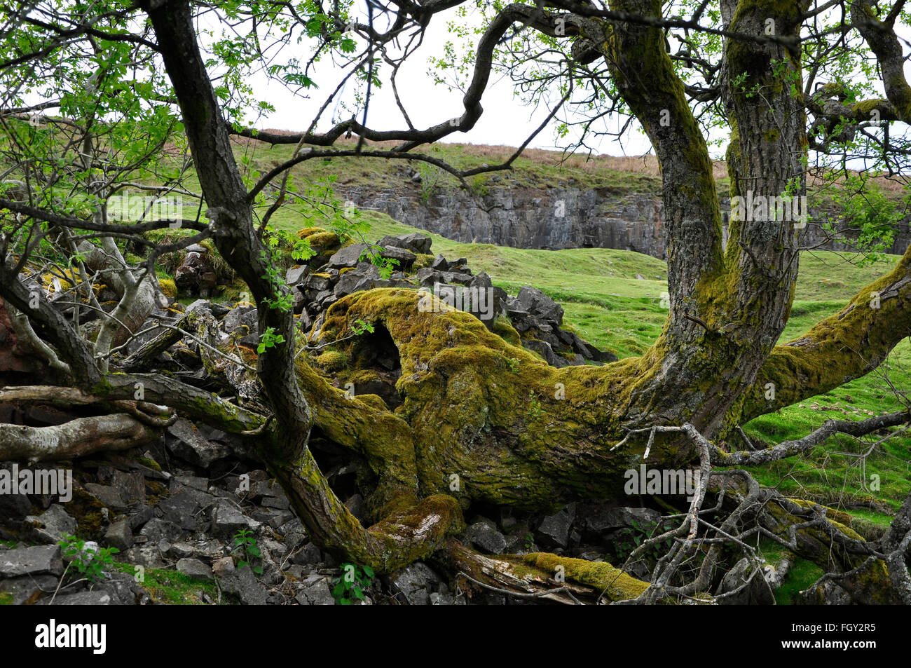 Moss covered Mountain ash tree, growing through limestone rocks on