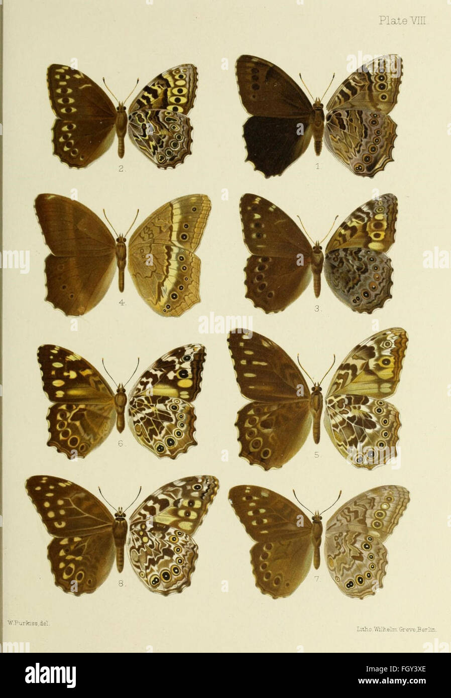 Butterflies from China, Japan, and Corea Stock Photo Alamy