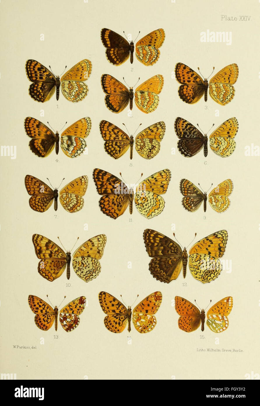 中国美術 珊瑚釉 花蝶紋 瑠璃 遊台 φ15cm 乾隆年製(LC256) Butterflies Archives - Page 4 of 48 - BicBugs