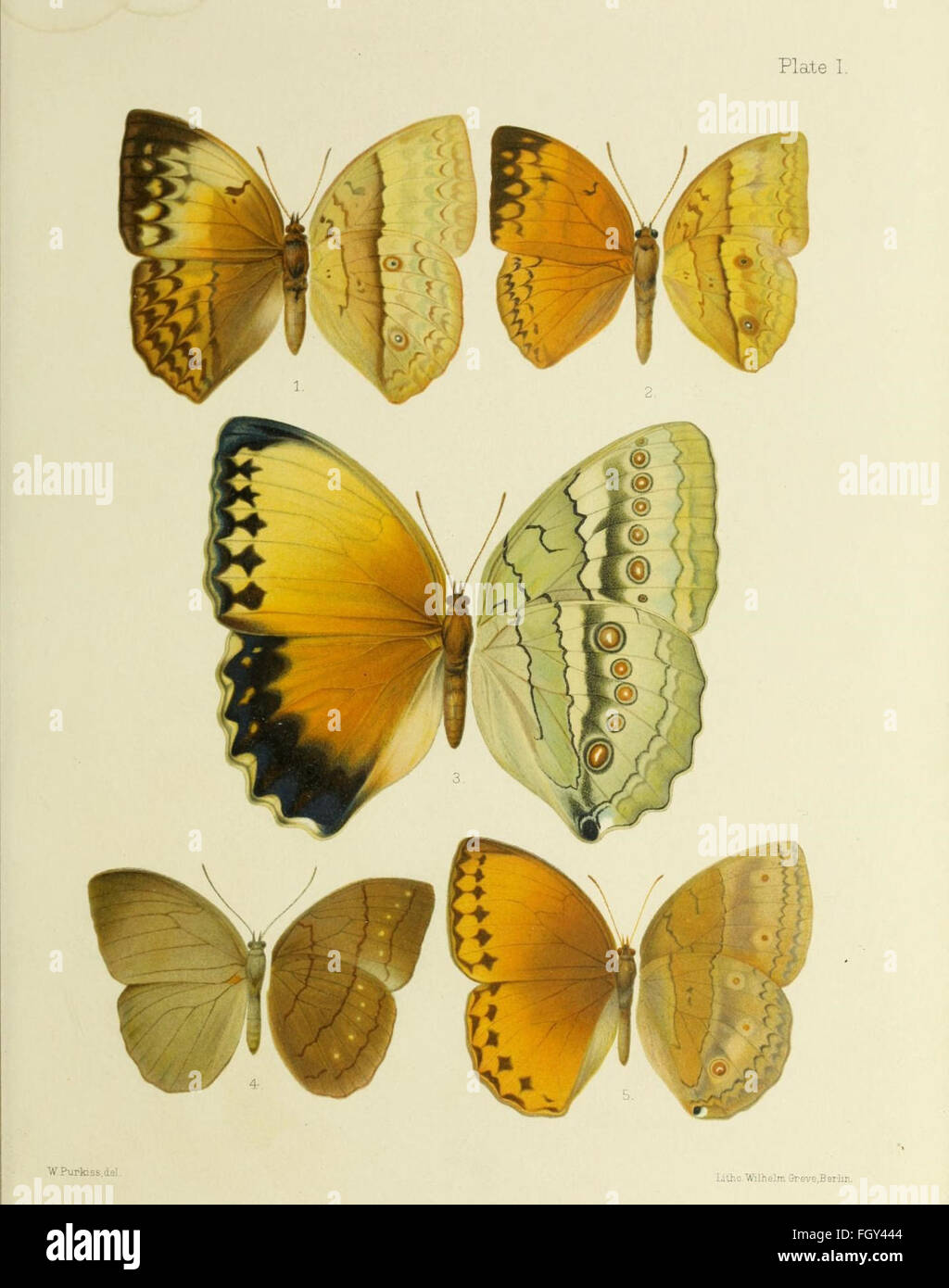 Butterflies from China, Japan, and Corea Stock Photo Alamy