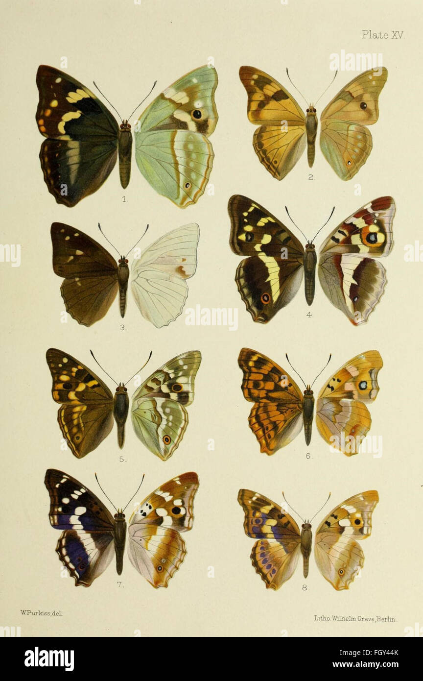 洋書 Butterflies from China, Japan, and Corea File:Butterflies from China, Japan, and Corea (19142212478