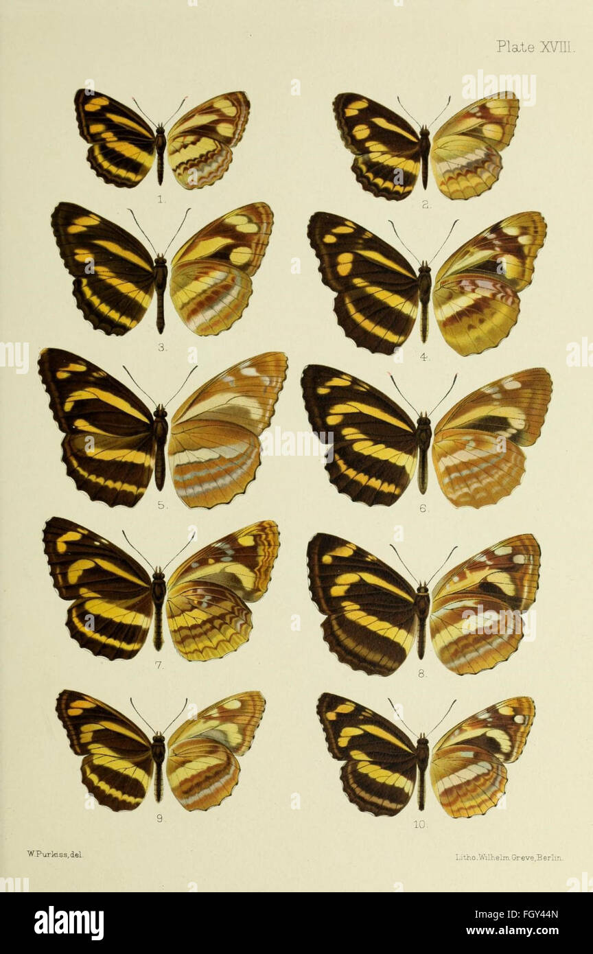 Butterflies from China, Japan, and Corea Stock Photo Alamy