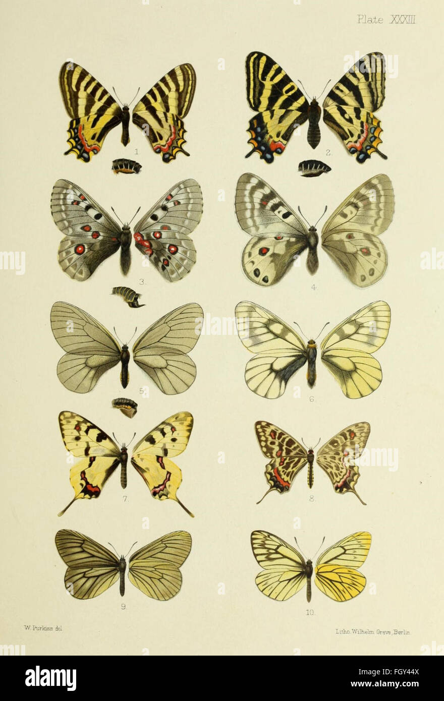 Butterflies from China, Japan, and Corea Stock Photo Alamy