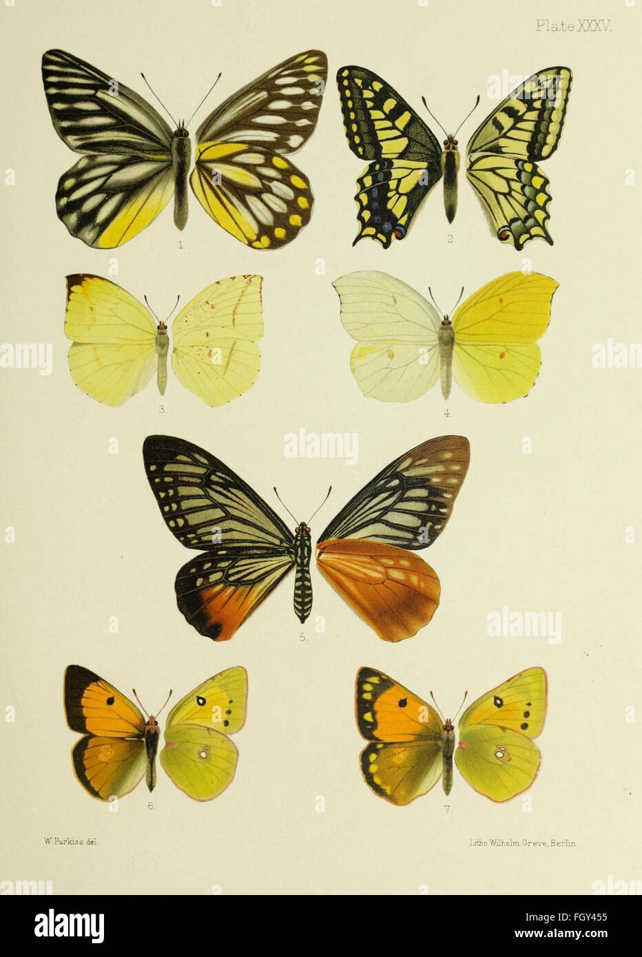 Butterflies china harvard university hires stock photography and images Alamy